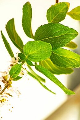 7 Adaptogenic Herbs or Adaptogens and Benefits